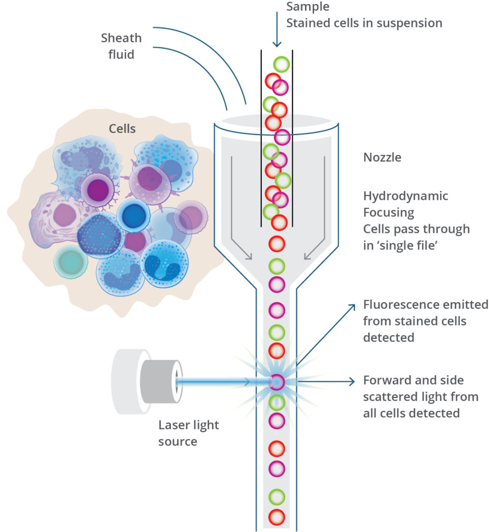 Principles Of Flow Cytometry Streck 6117