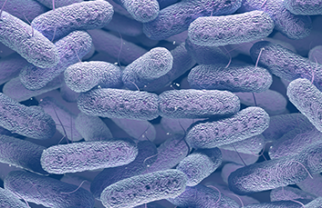 Bacteria culture image for scientific research, showing rod-shaped microorganisms under magnification.